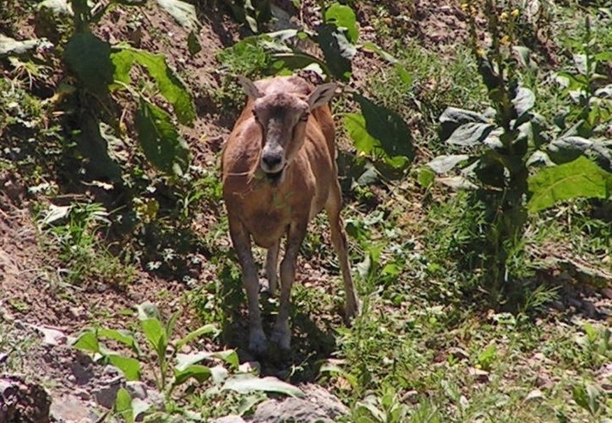 Mufloni delle Prealpi lombarde