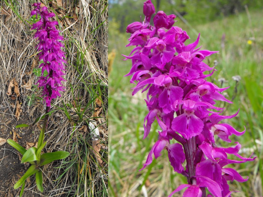 Orchis mascula