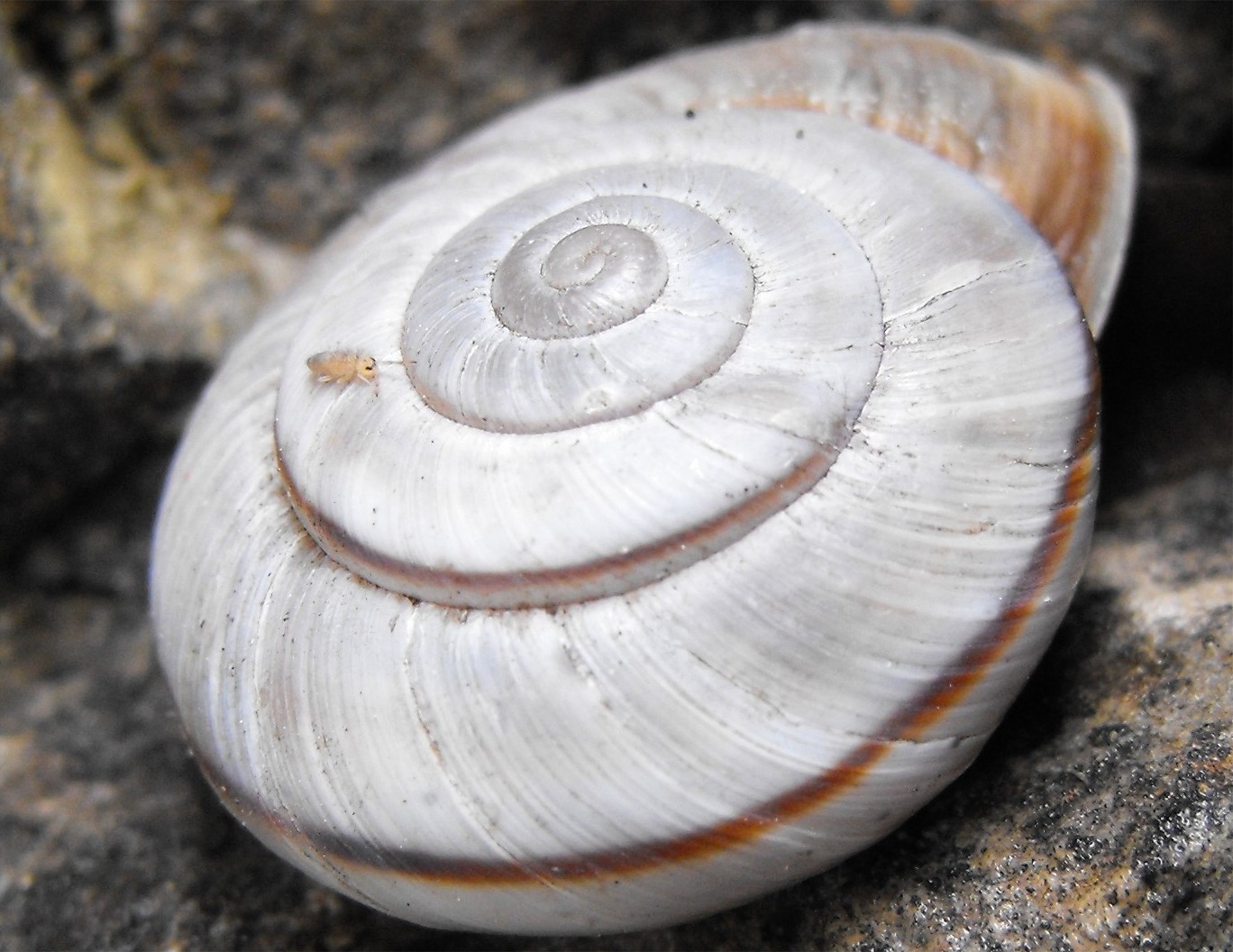 Collembolo  su Chilostoma cingulatum del Pasubio