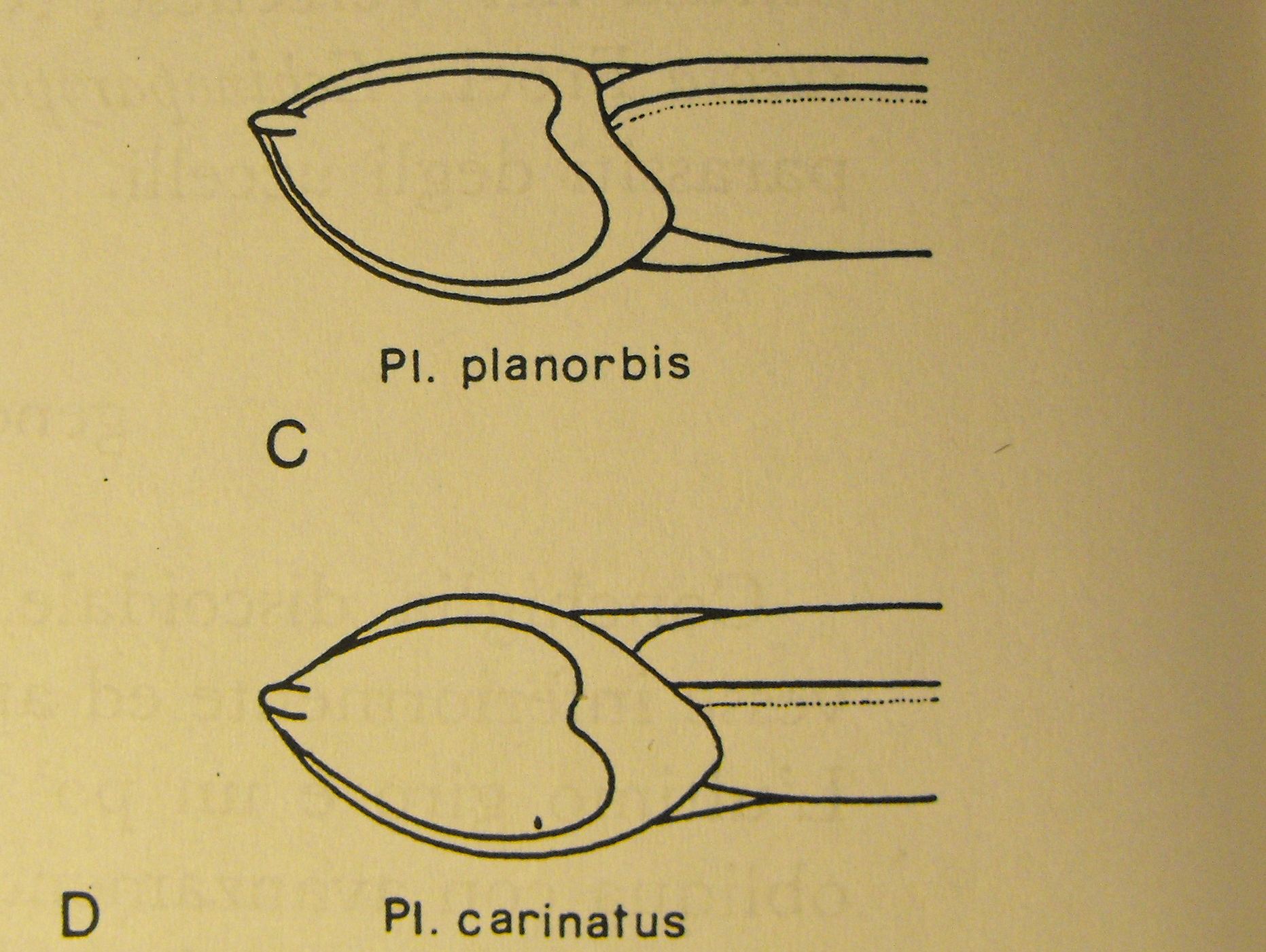 Planorbis planorbis e P. carinatus