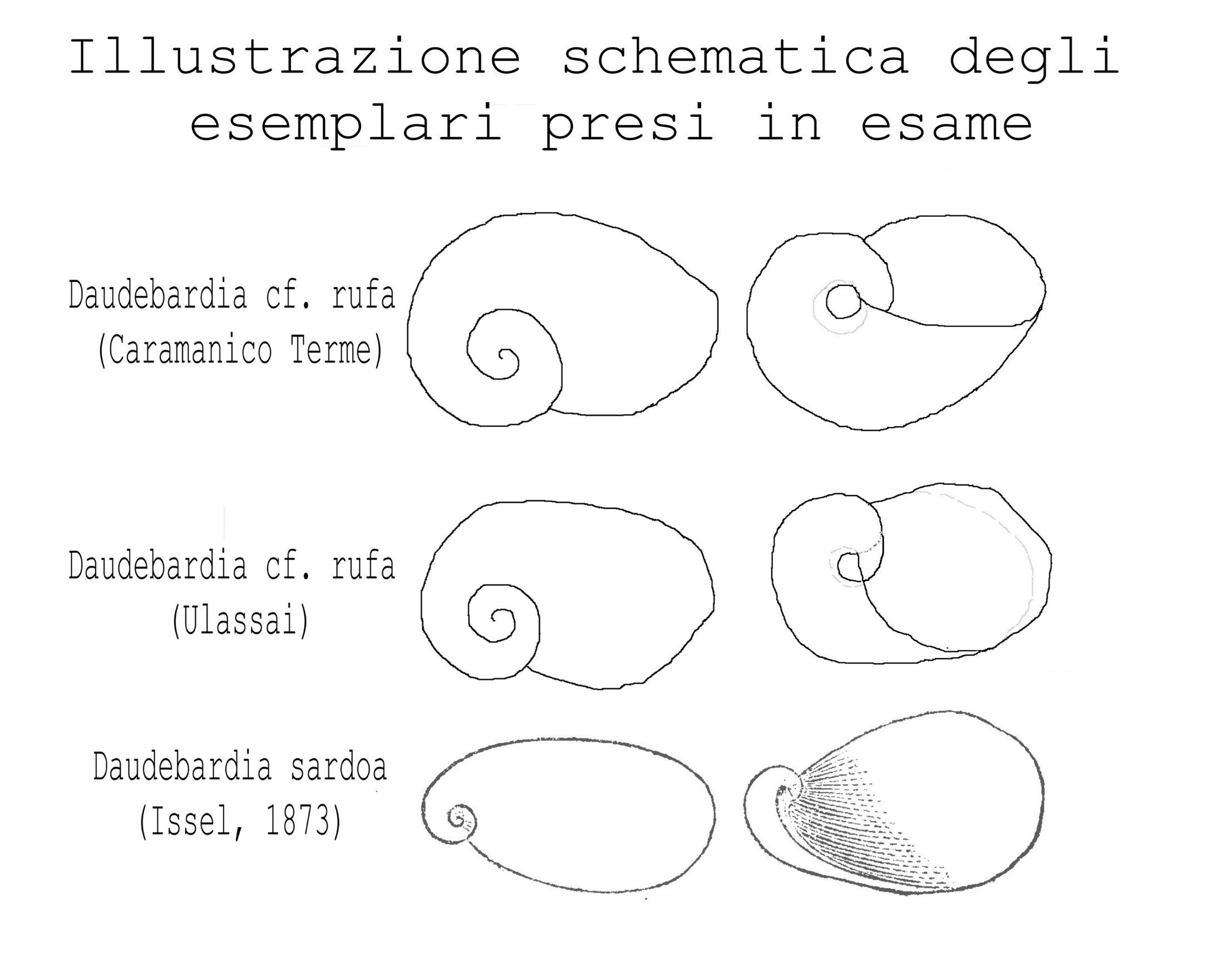 Daudebardia rufa della Sardegna e D. brevipes sardoa