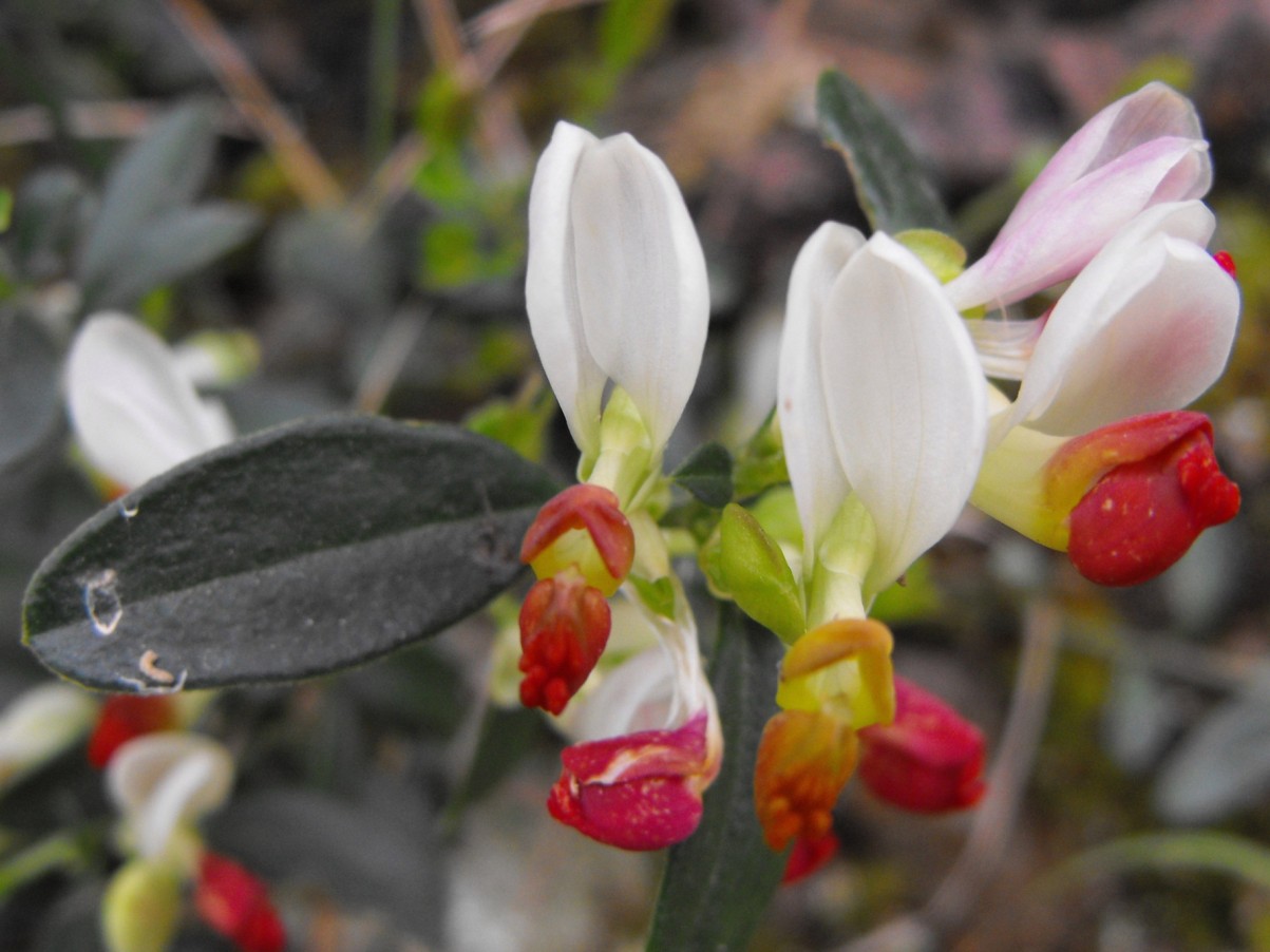 Polygaloides (=Polygala) chamaebuxus / Poligala falso-bosso