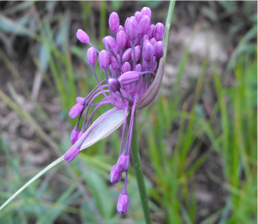 Allium coloratum (=Allium carinatum subsp. pulchellum)