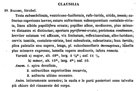 Charpentieria balsamo e variscoi