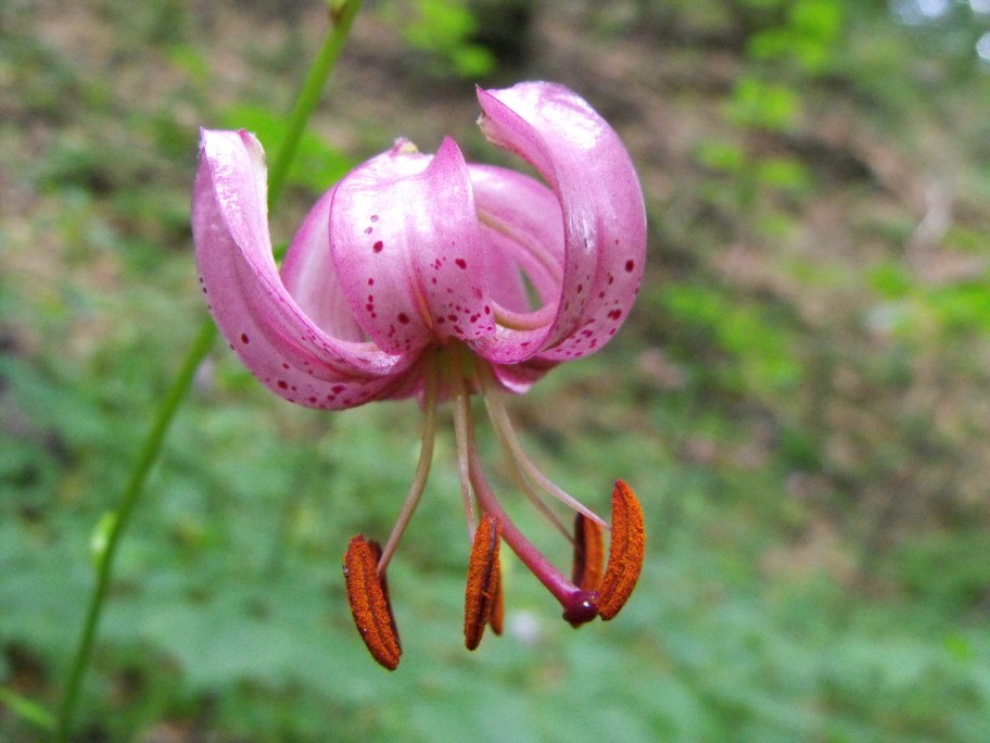 Lilium martagon