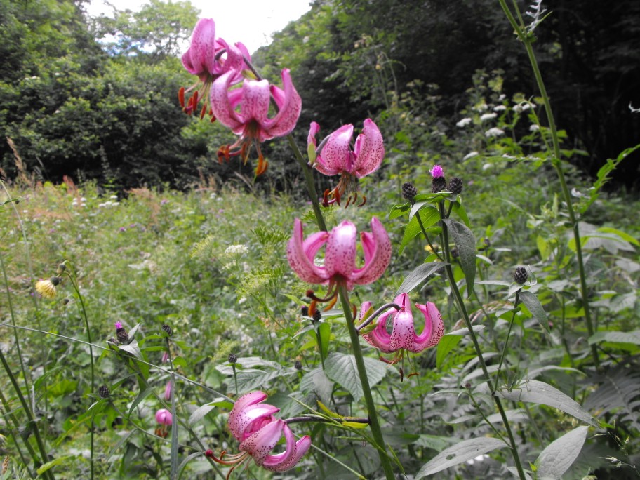 Lilium martagon