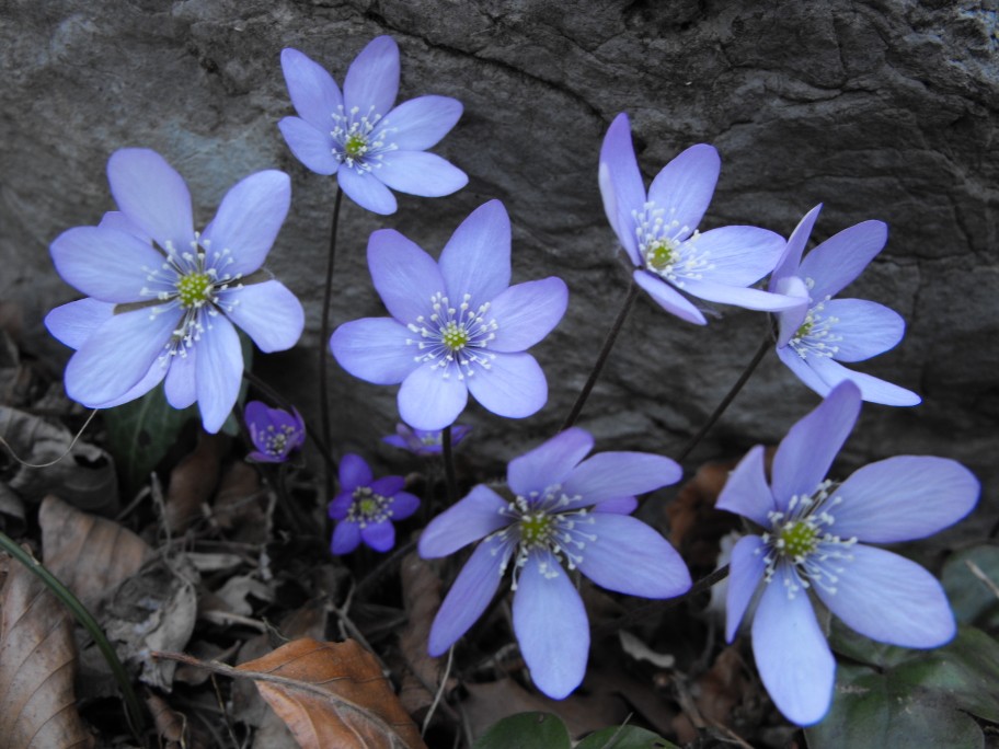 Hepatica nobilis