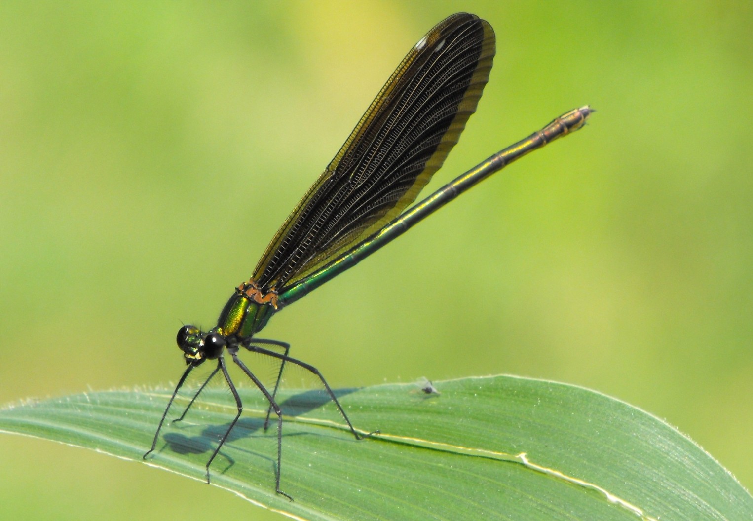 Odonato della Brianza: Calopteryx virgo