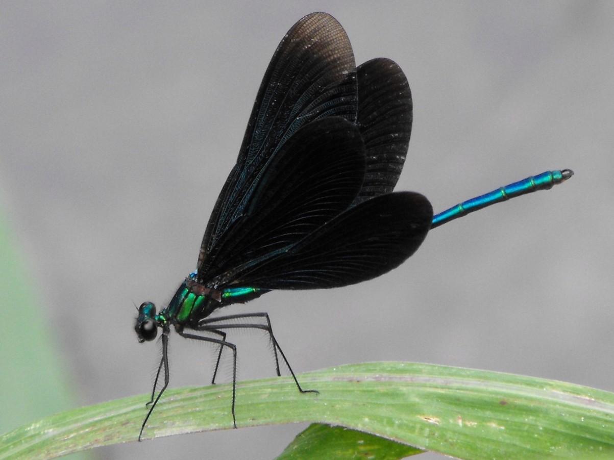 Odonato della Brianza: Calopteryx virgo