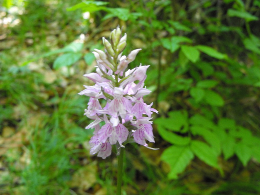 ? Orchis mascula ?