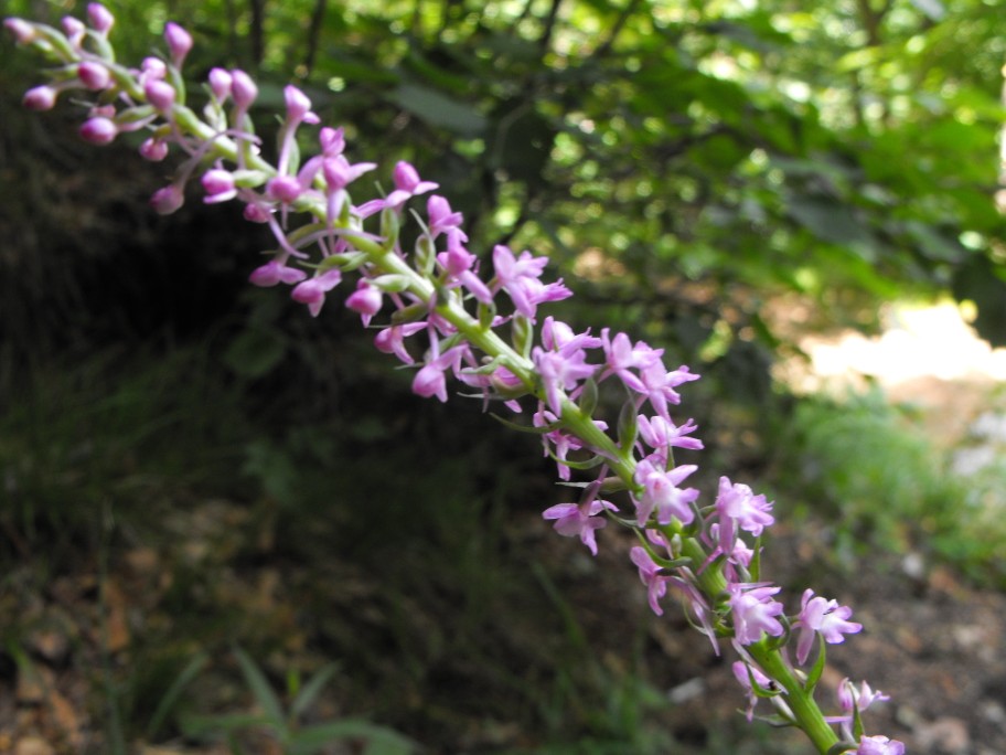 ? Orchis mascula ?