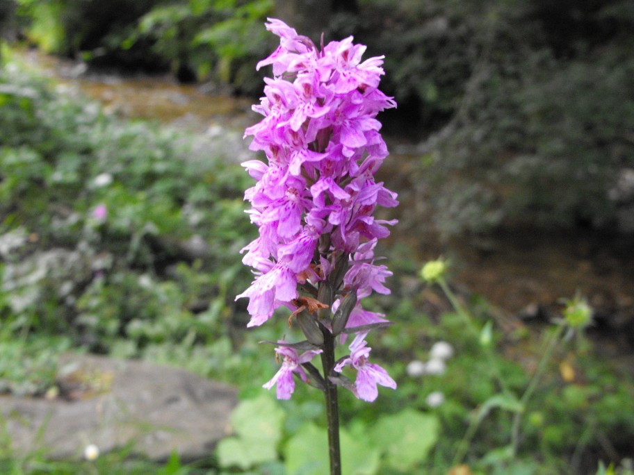 ? Orchis mascula ?