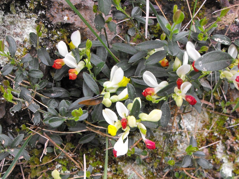 Polygaloides (=Polygala) chamaebuxus / Poligala falso-bosso