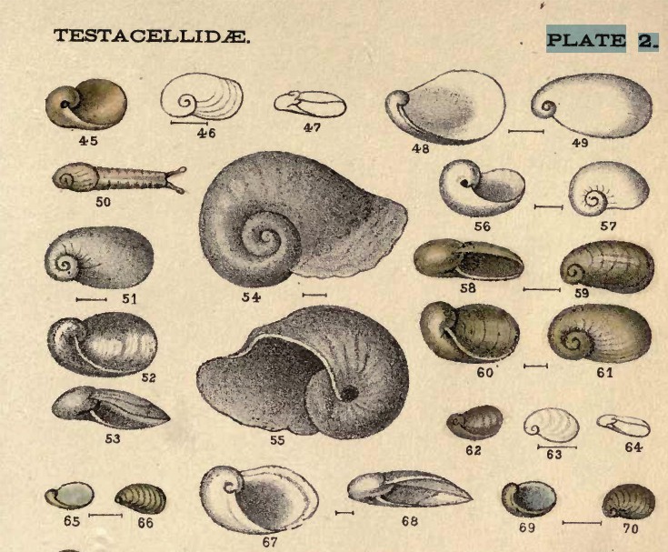 Daudebardia rufa della Sardegna e D. brevipes sardoa