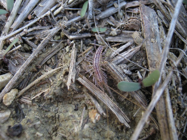 scolopendra