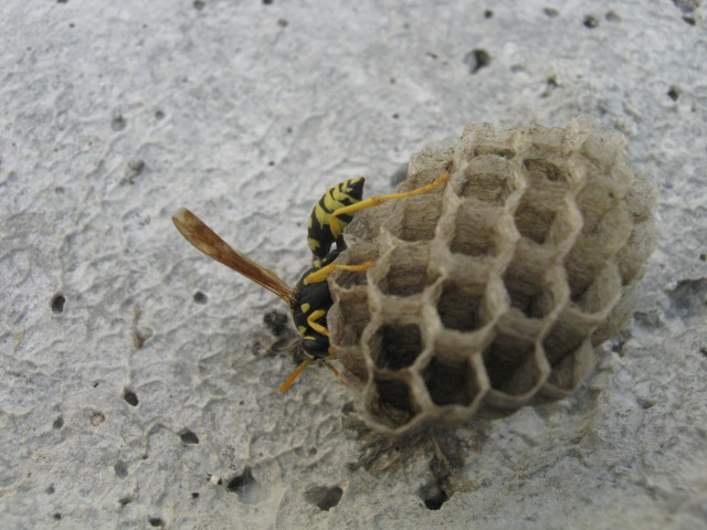 Nido di Polistes in costruzione