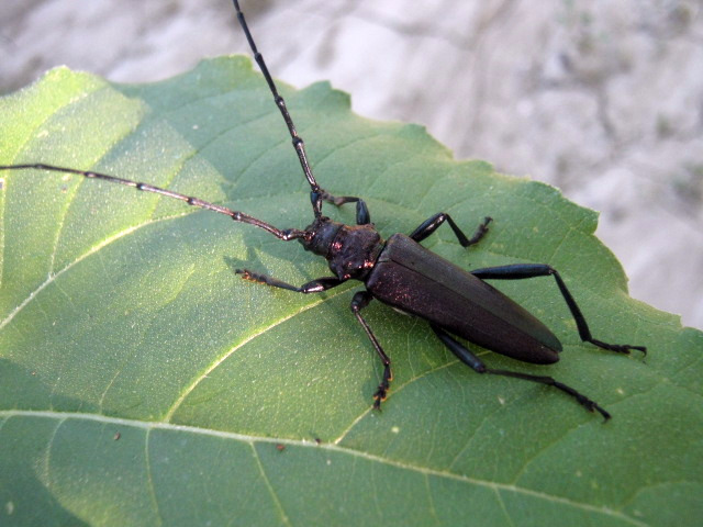 Aromia moschata (Cerambycidae)