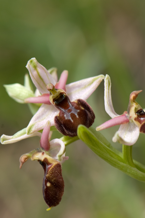 ophrys mediterranea e sphegodes?