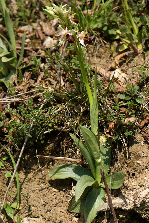 ophrys mediterranea e sphegodes?