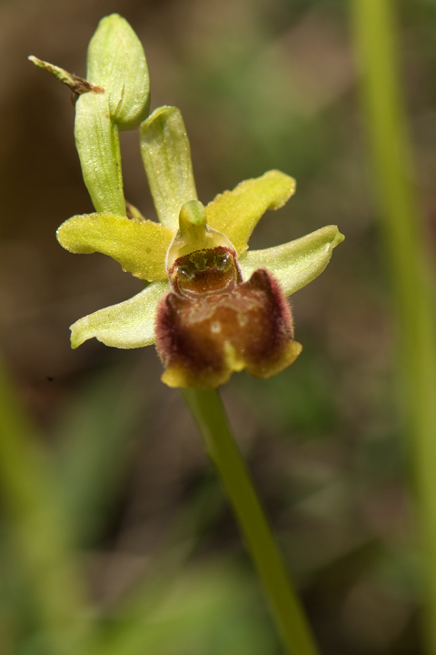 ophrys mediterranea e sphegodes?