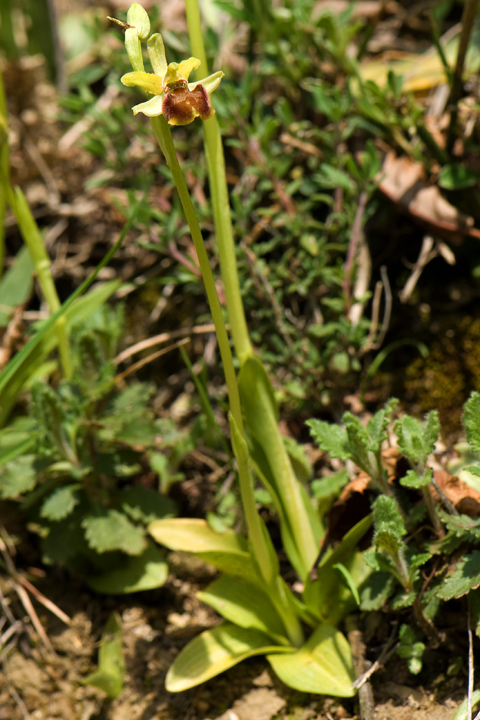 ophrys mediterranea e sphegodes?