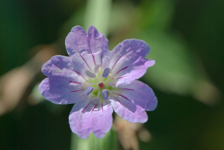 Geranium nodosum