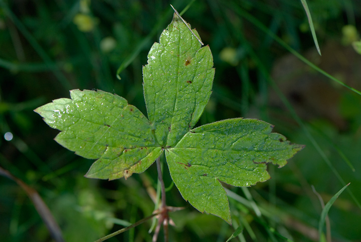 Geranium nodosum