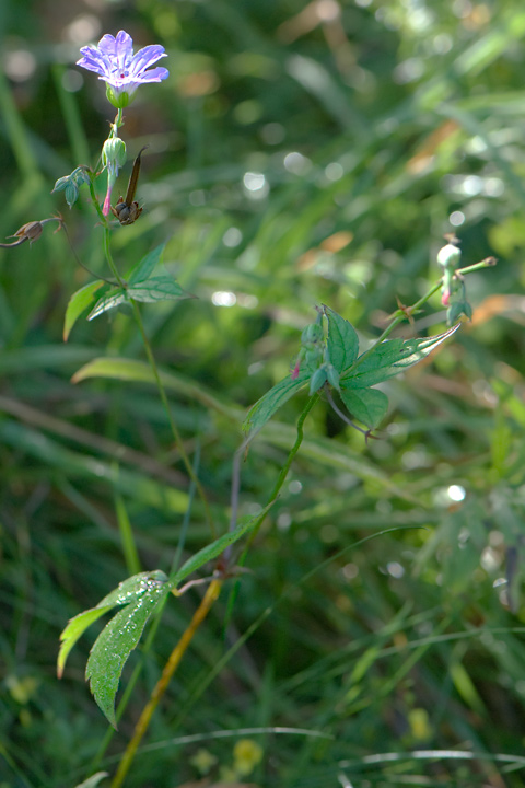 Geranium nodosum