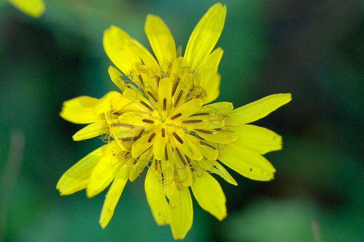 Tragopogon pratensis / Barba di becco comune