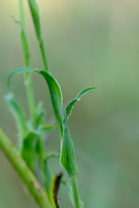 Tragopogon pratensis / Barba di becco comune