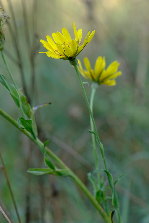 Tragopogon pratensis / Barba di becco comune