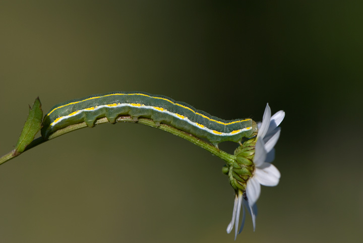 identificazione bruco