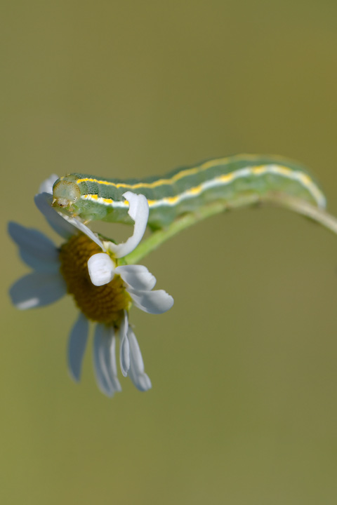 identificazione bruco