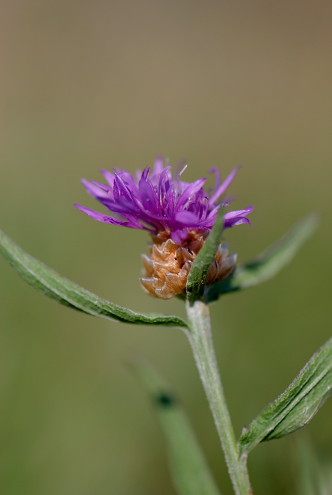 identificazione Centaurea