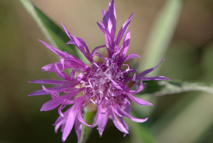 identificazione Centaurea