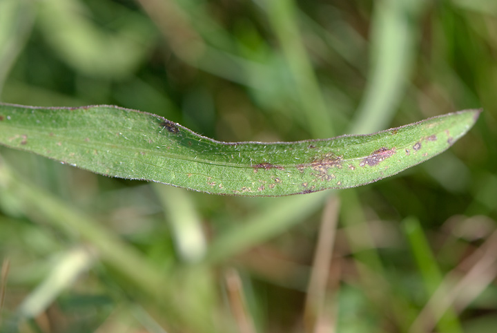 identificazione Centaurea