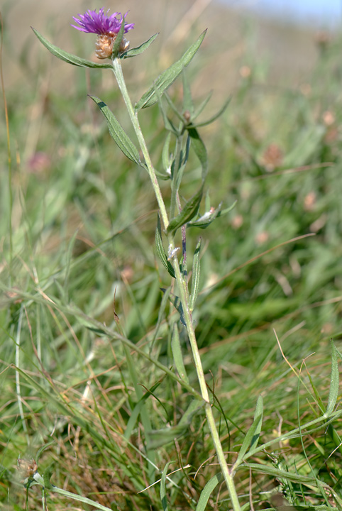 identificazione Centaurea