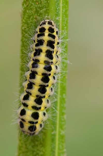 identificazione bruco