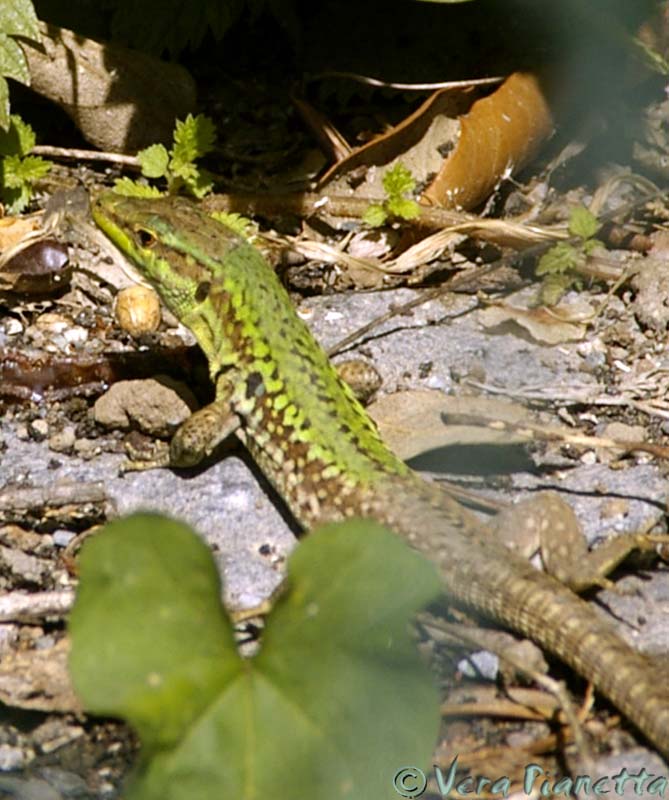 lucertola