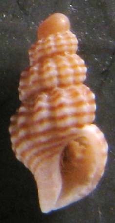 Chauvetia