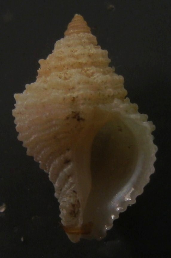 Giovane Coralliophila.