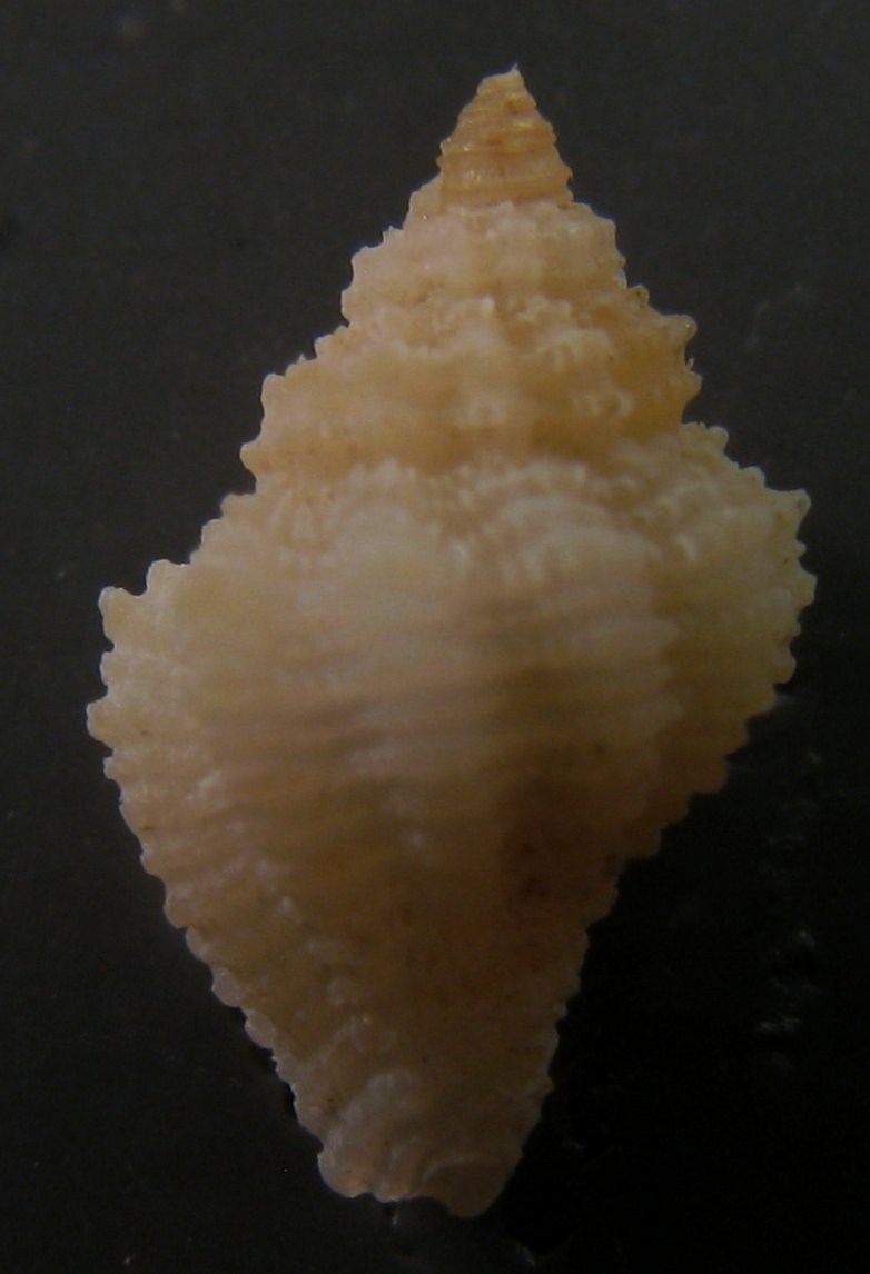 Giovane Coralliophila.