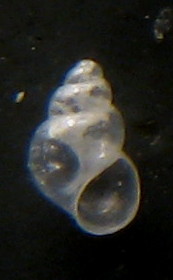 Rissoella diaphana