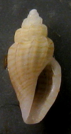 Mangelia Malta