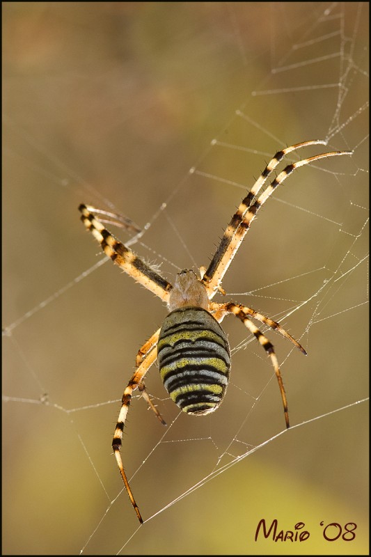 Argiope