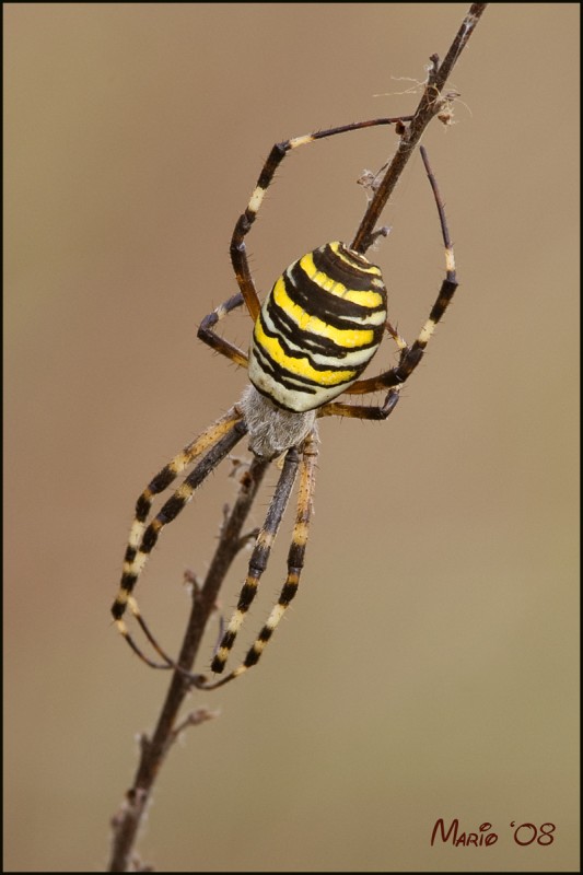 Argiope