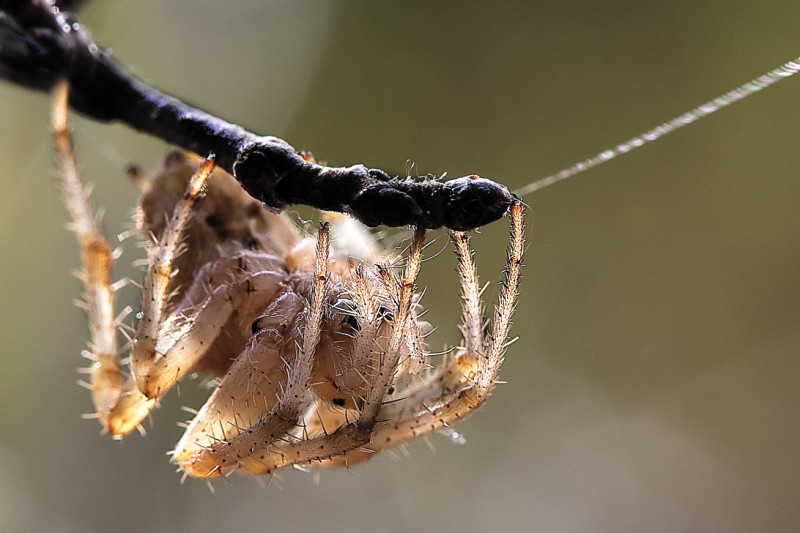 Araneidae