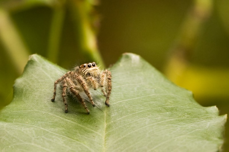 Salticidae