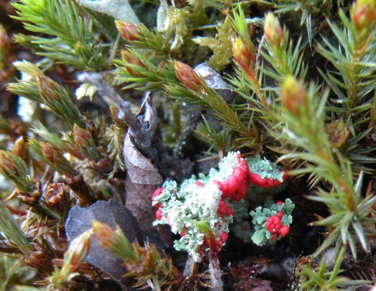 Cladonia...bellidiflora???