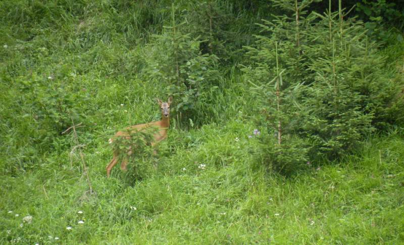 Il Capriolo